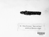 Unguiculariopsis ravenelii image